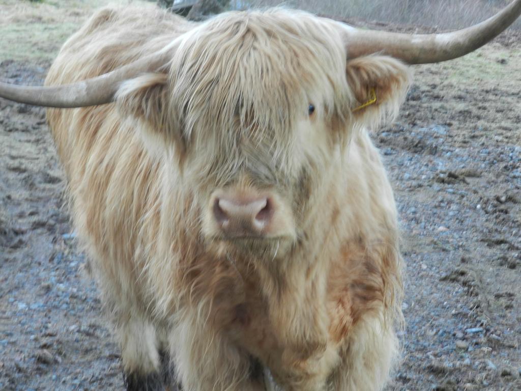 Clunebeg Lodge Drumnadrochit Bagian luar foto